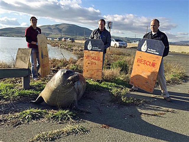 Elephant seal tries to cross Highway 37 near Sears Point