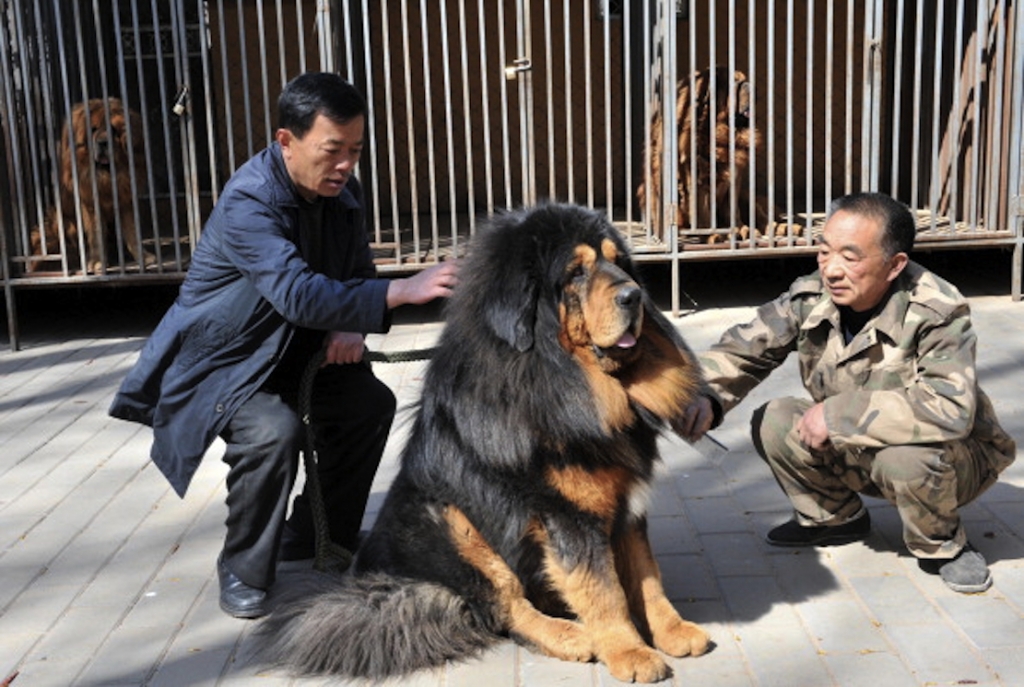 Dog DNA study reveals the incredible journey of man's best friend