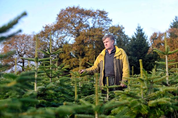 Geoff Gilbert in the Christmas tree plantations at Woods Farm Shirley