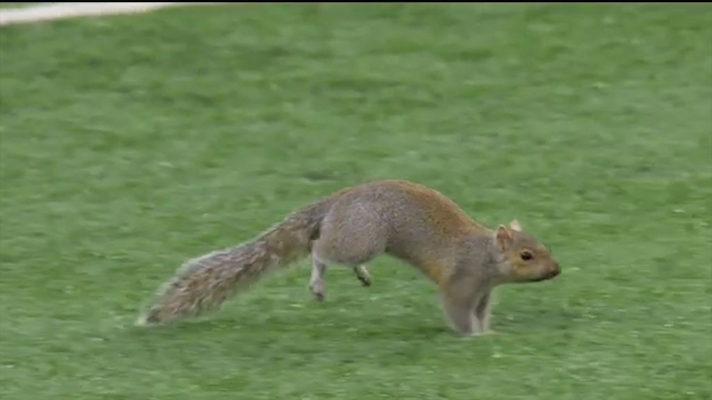 Squirrel pitch invader wreaks havoc at NFL game