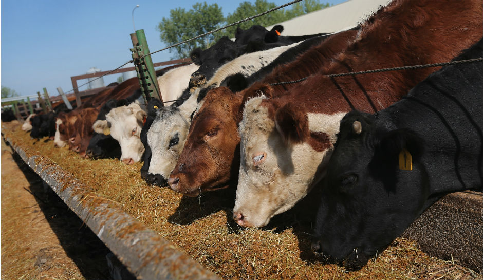 Antibiotics In Animal Feed