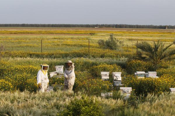 Study: Bees aren't the only important pollinators