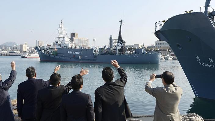 333 whales per year? Japan fleet sails out for 'scientific' research despite