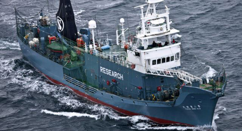 Japanese whaling ship Yushin Maru No. 2 sails in the Southern Ocean off Antarctica. /AP