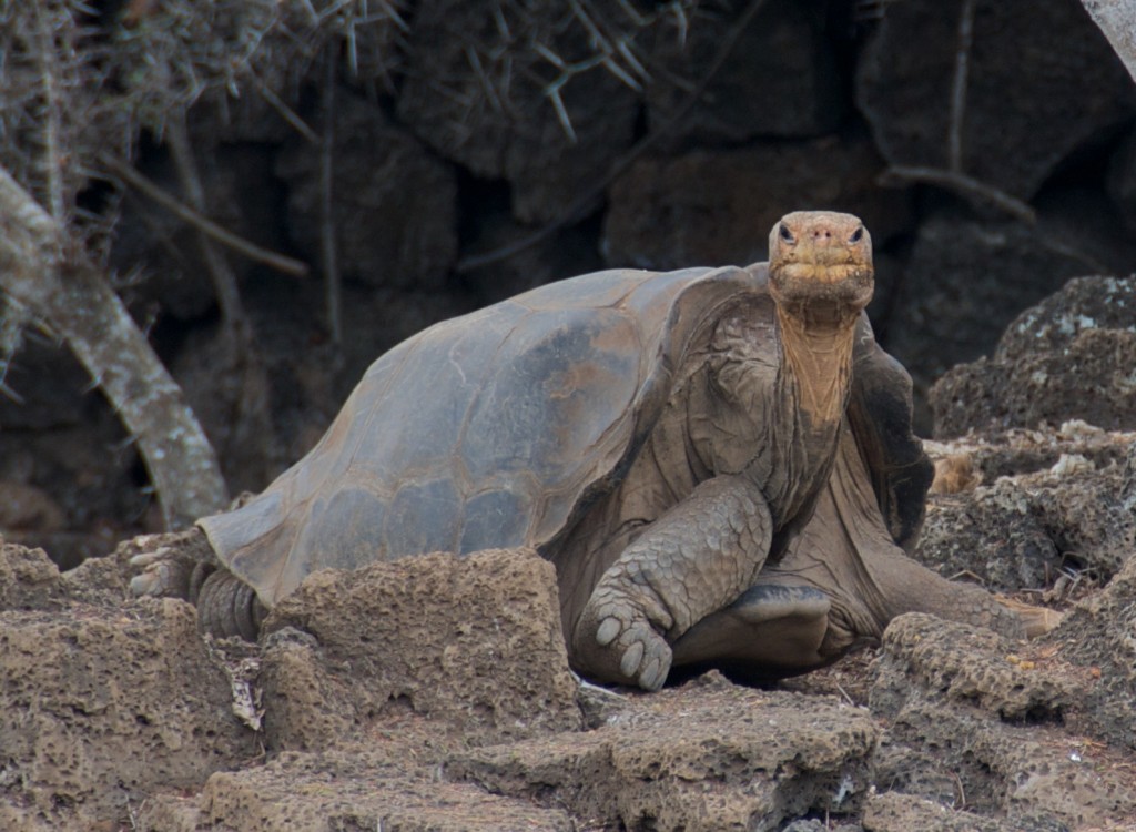 'Lonesome George