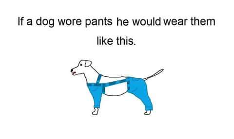 Trending News: Quick, How Should Dogs Wear Pants?