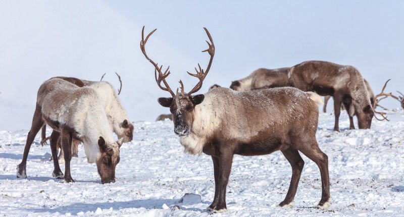 Caribou group on pastures in the mountains of Kamchatka in Russia