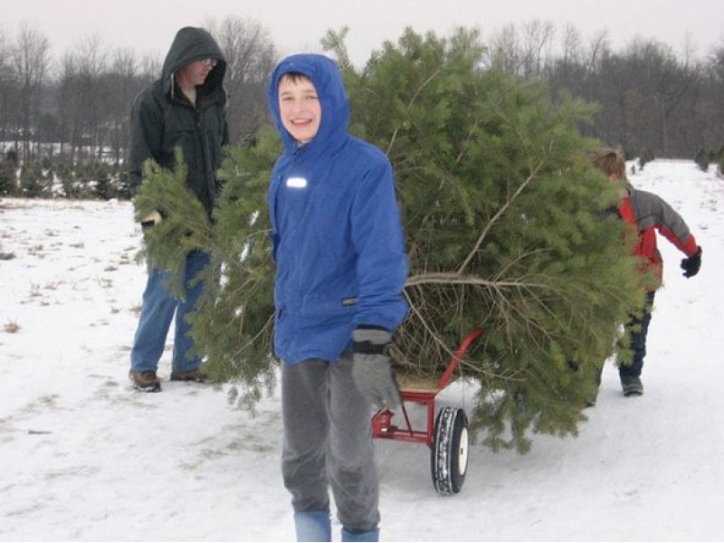 Cut Your Own Christmas Tree at These NY Tree Farms