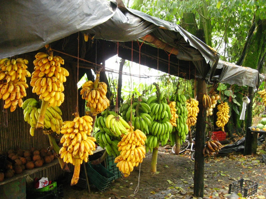 Could a lethal fungus wipe out global banana production?