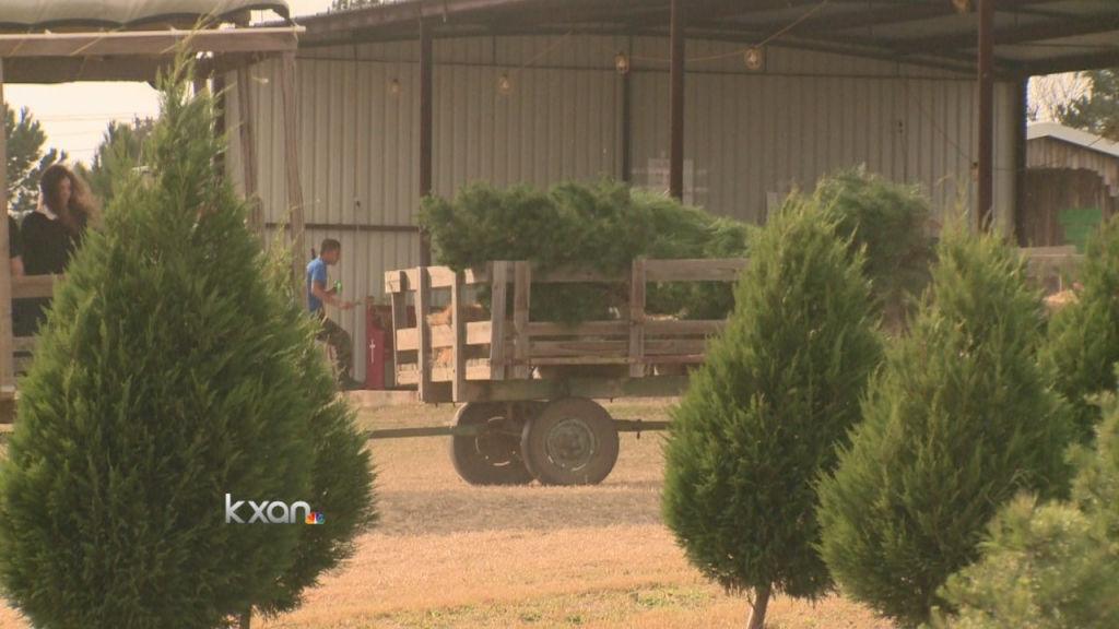 Christmas tree farm 2014