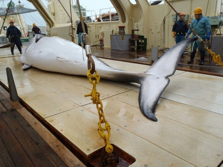 PM to be'upfront with Japan over whaling