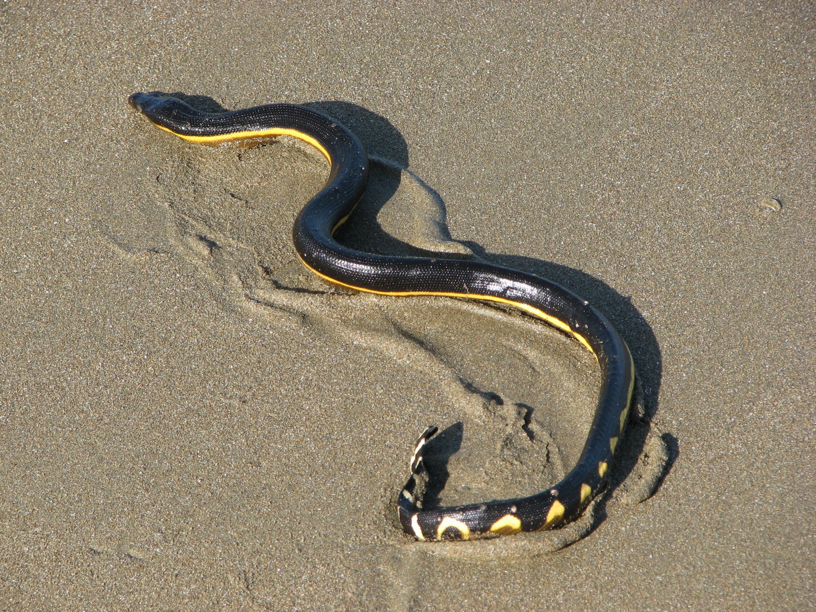 'poisonous snake