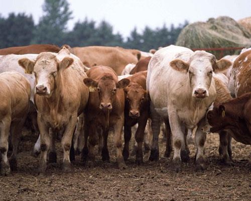 Beef Cows And Calves