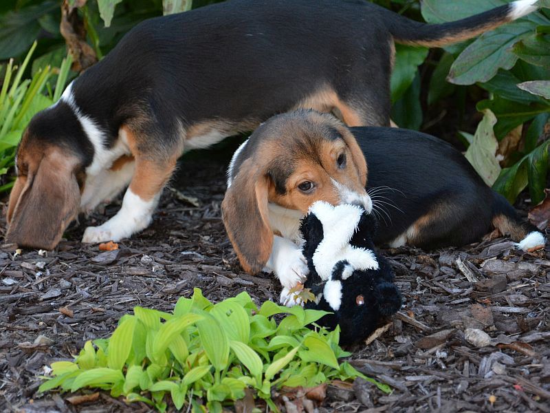 Puppies born via IVF