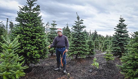 Richard Davies inspects a Nordmann fir tree on his 17-acre Oh Christmas Tree farm in Langley