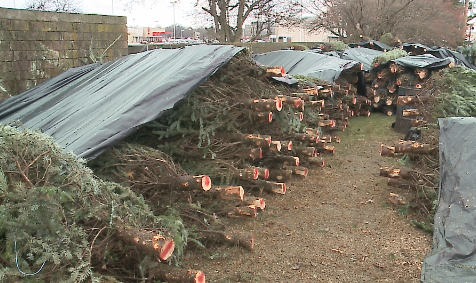 It's that time of the year when people look for the perfect Christmas tree for their home