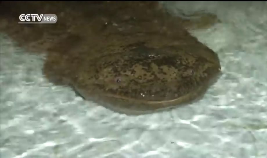 A giant salamander weighing over 100 pounds and measuring over 4 feet 7 inches was found in a cave in southwest China