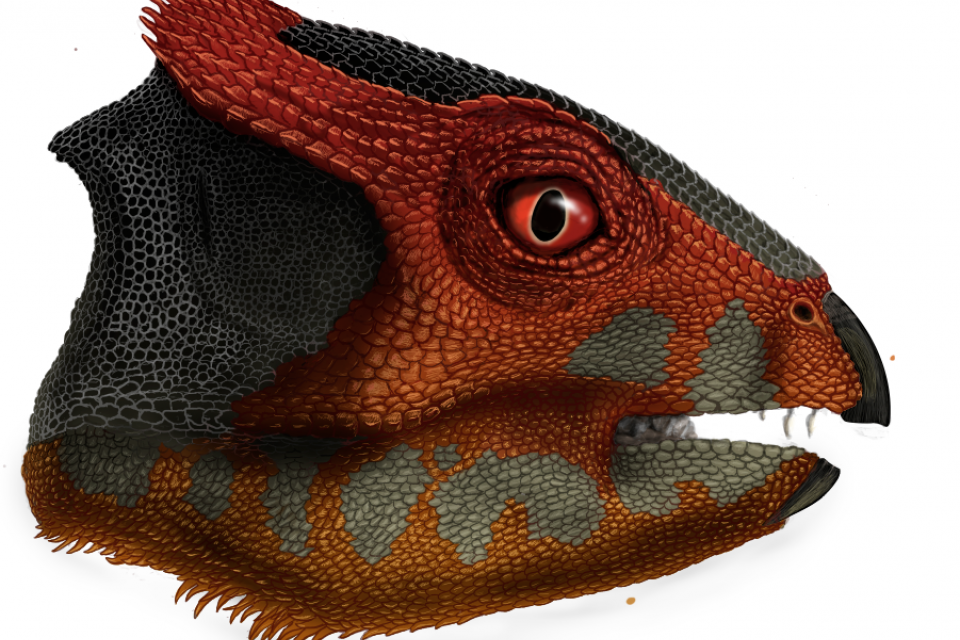 Hualianceratops wucaiwanensis