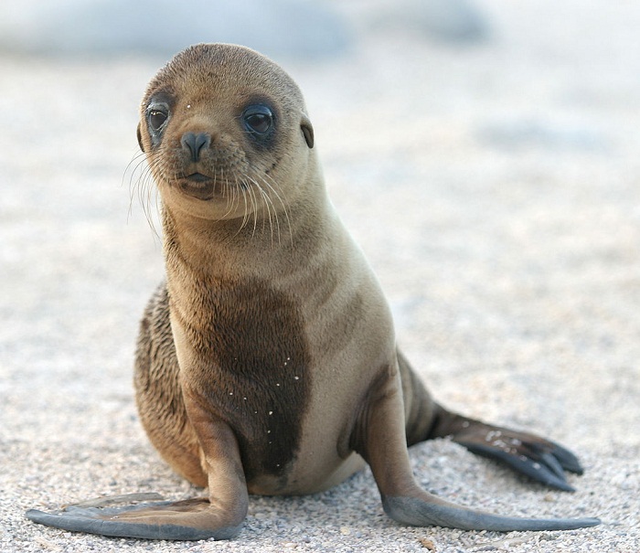 Sea Lion