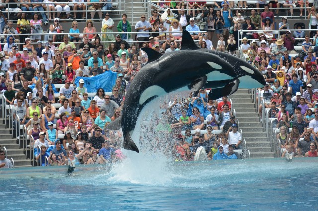 San Diego shamu-show