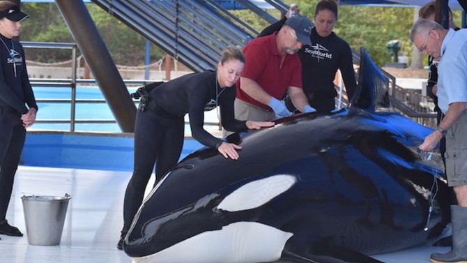 Unna the Orca Dies At Sea World Following Months Long Illness