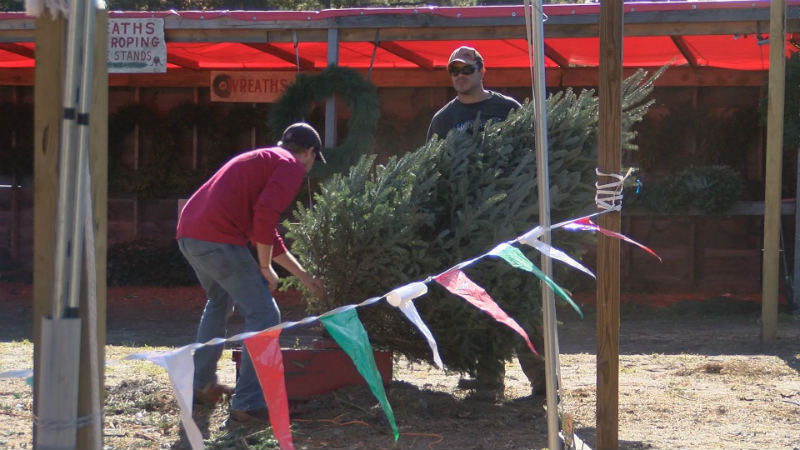 A Michigan Christmas tree farm that paid for three college educations now 15