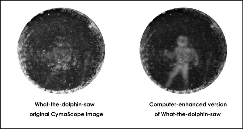 The groundbreaking image created through dolphin's internal echolocation system