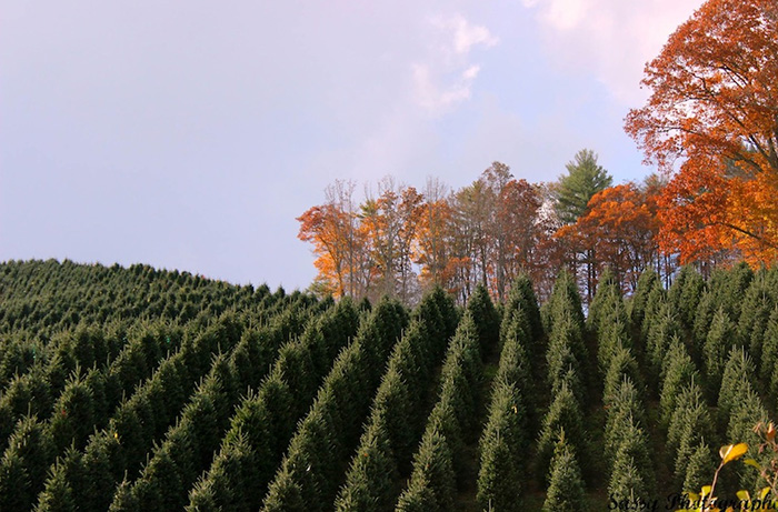 This is how you keep your Christmas tree fresh