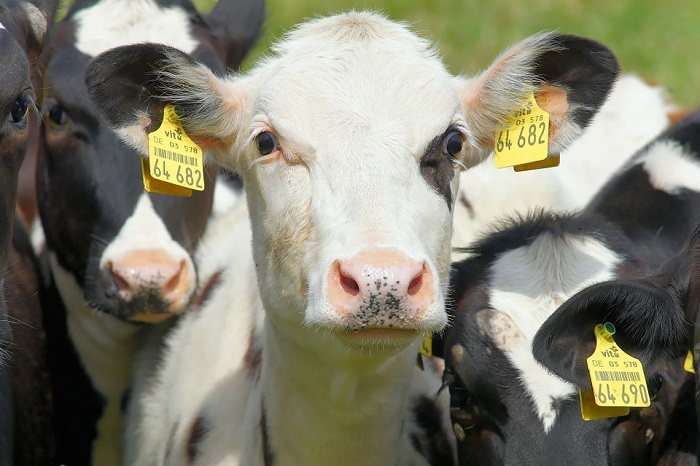 Farm Cattle