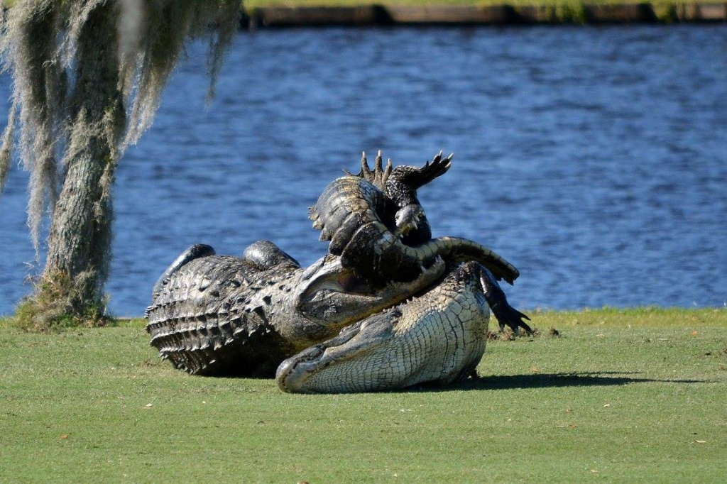 Two gators were seen fighting at Myakka Pines Golf Club in Englewood. Fla