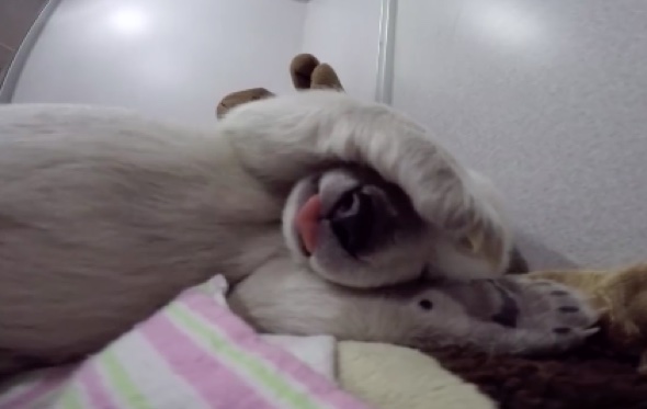 Video of polar bear cub dreaming will melt your heart