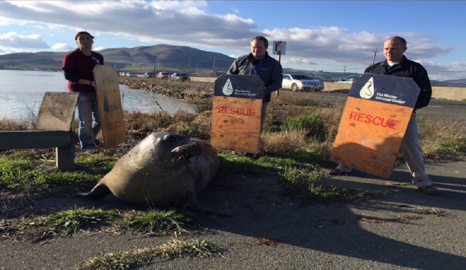 Determined Elephant Seal Tries To Cross California Highway