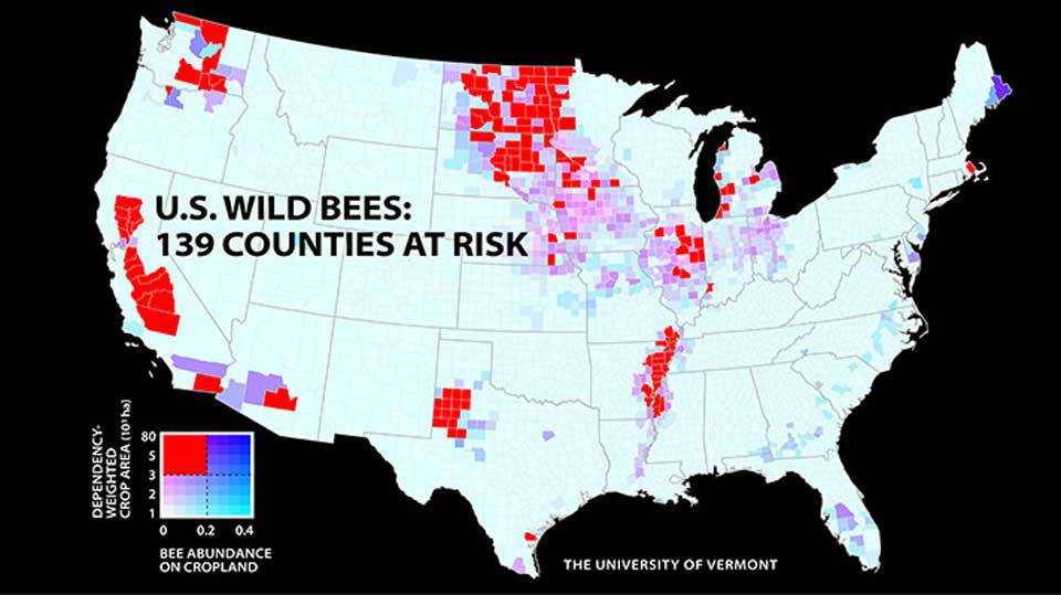 Number of wild bees drops where they're needed most