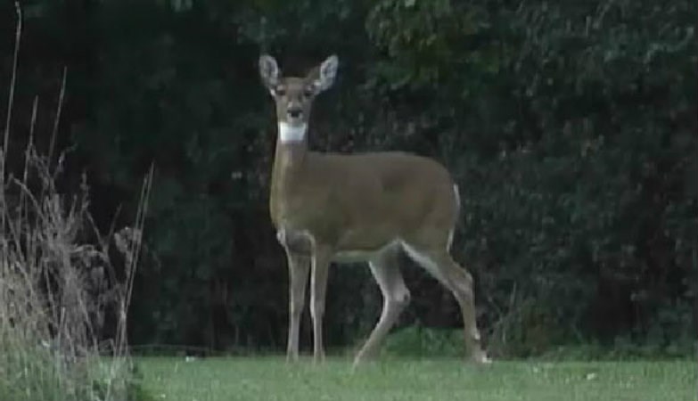 Gun Season Is Under Way For Ohio Deer Hunters