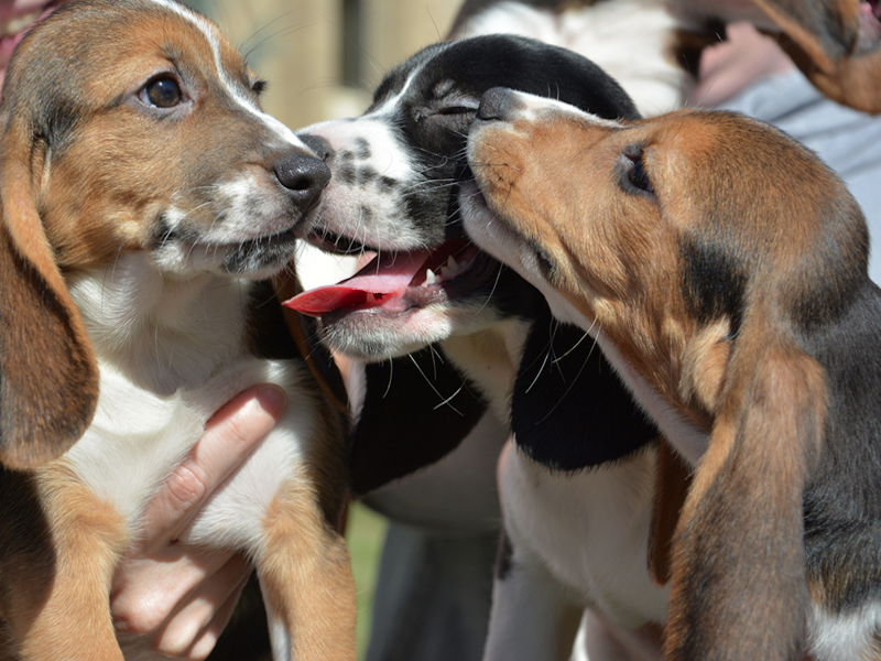 IVF puppies