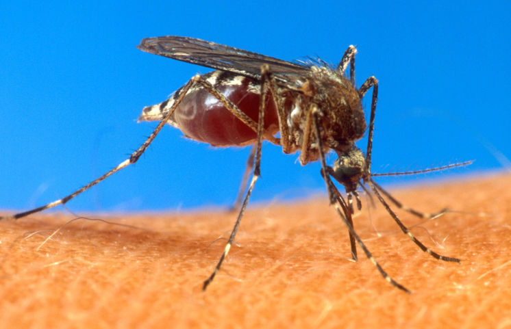 Agriculture Department shows an aedes aegypti mosquito on human skin. Mosquitoes in the Aedes species are most likely to transmit the Zika virus and are commonly found in Florida and other tropical climates