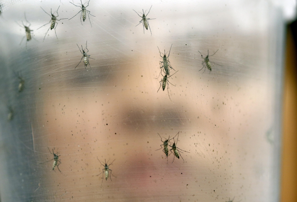 A researcher holds a container with female Aedes aegypti mosquitoes. This species transmits the Zika virus