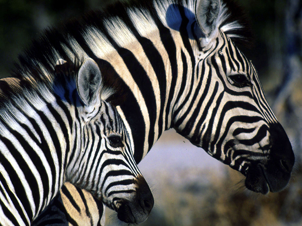 A zebra and calf are seen at a watering hole in northern Namibia