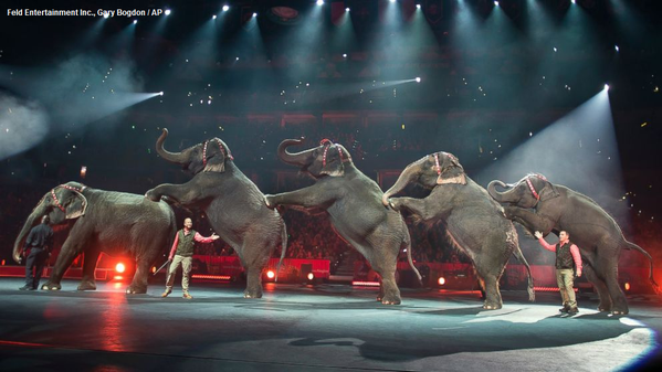 APNewsBreak: Ringling circus elephants to retire in May