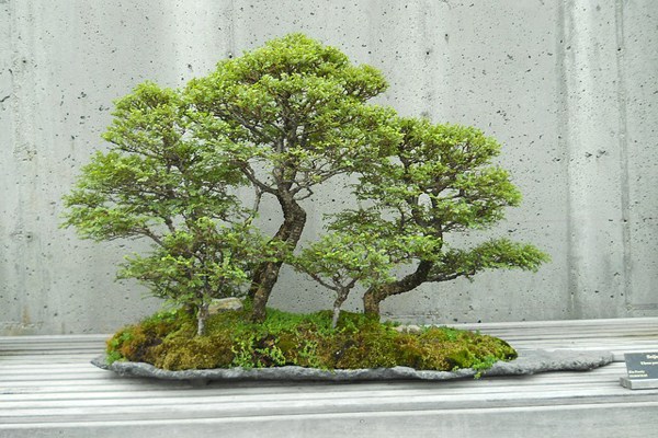 Japanese company develops unique “Air Bonsai” that floats and rotates in mid-air【Video】