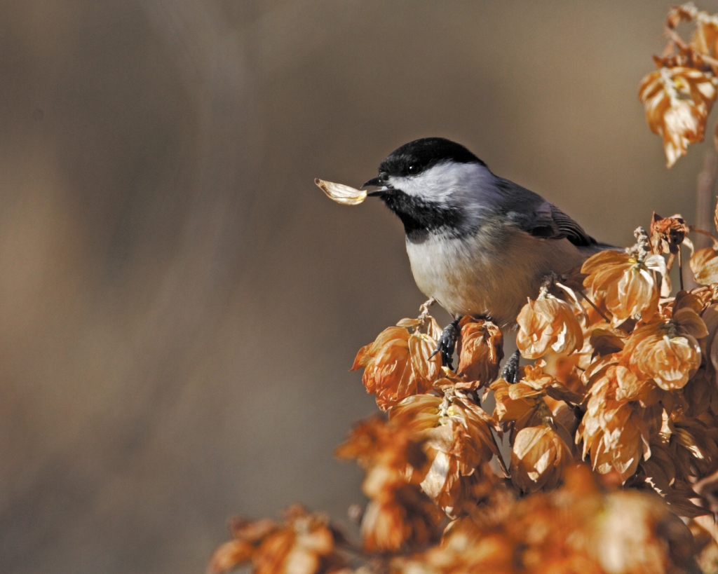 All the pretty birds: Community members participate in Christmas Bird Count