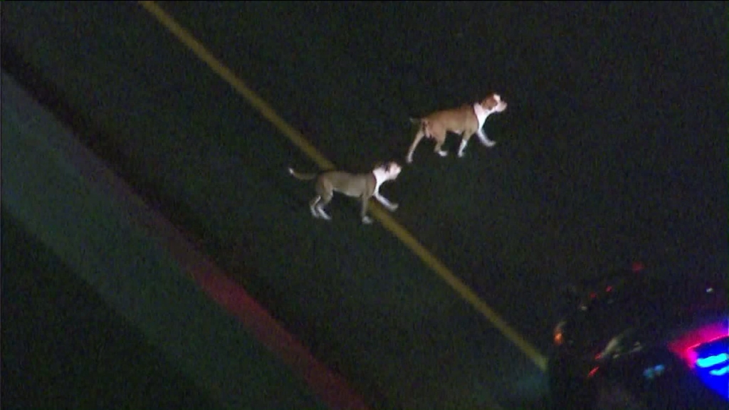 As many as 6 dogs jump out of suspect's car after pursuit on the 710 Freeway in Long Beach on Jan. 18 2016