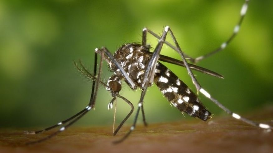 Asian tiger mosquito Aedes albopictus one of the species that can carry the Zika virus begins its blood meal