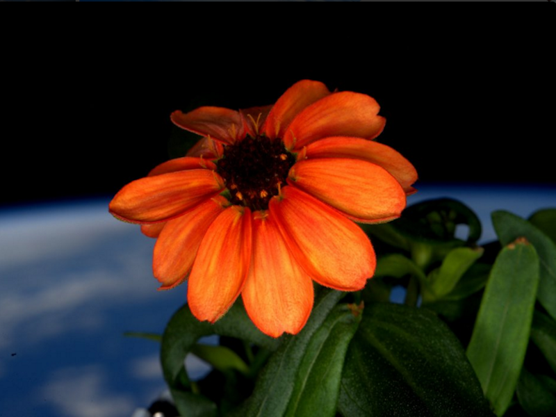 Space flower