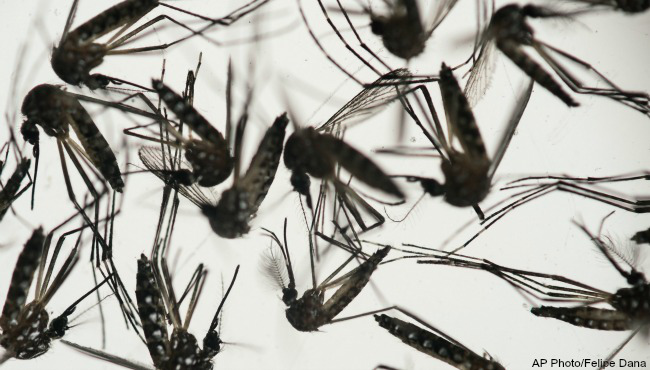 Aedes aegypti mosquitoes sit in a petri dish at the Fiocruz institute in Recife Pernambuco state Brazil Wednesday Jan. 27 2016