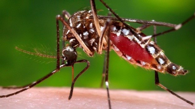 An Aedes aegypti mosquito that can transmit the Zika virus