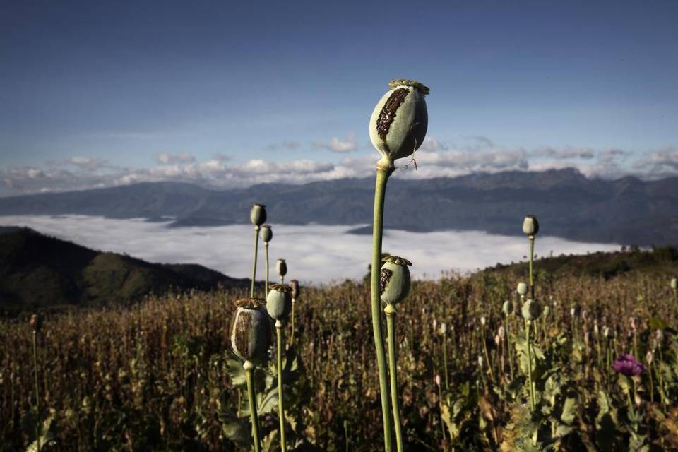 Opium resin runs down a poppy in a field in Myanmar in 2014. Chinese food regulators have cracked down on 35 restaurants using opium poppies as seasoning.  The New York Times file