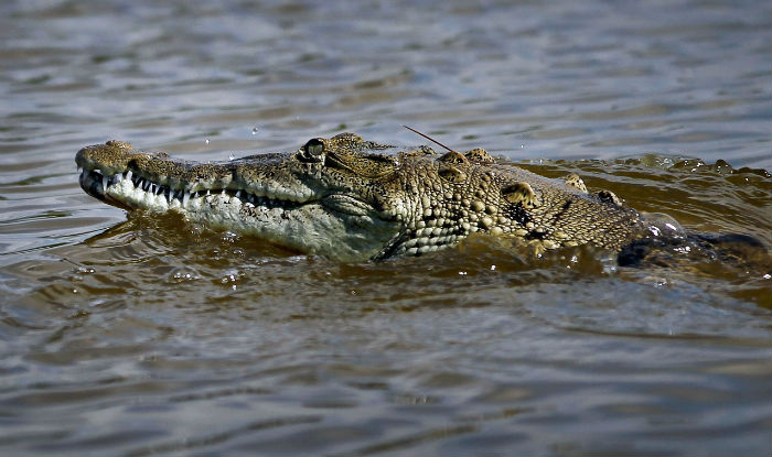 Woman attacked by crocodile in WA's north