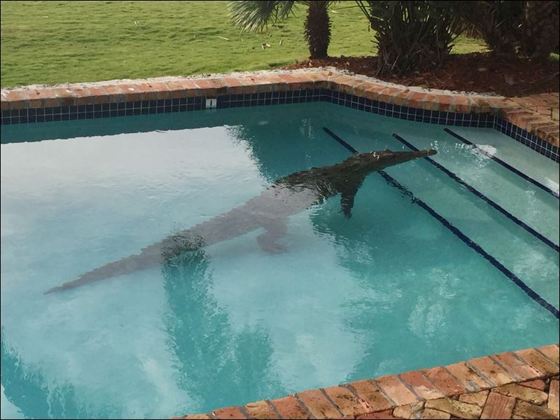 A crocodile swims in a privately owned pool in Islamorada Fla. today. The Florida Fish and Wildlife Conservation Commission assisted in the removal of the crocodile