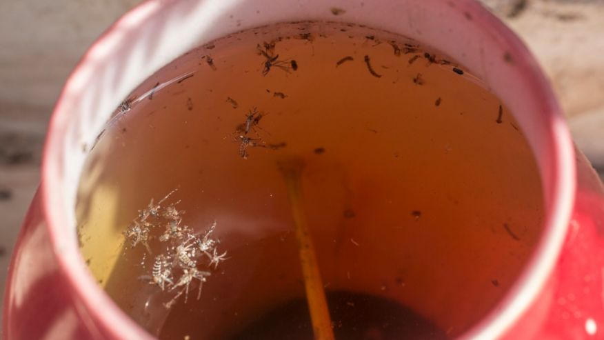 Dead insects and larvae float in an empty vase at a cemetery in Cartagena Colombia Tuesday Jan. 26 2016. Local health workers emptied vases during a campaign to destroy potential hatcheries of Aedes aegypti mosquitoes that transmits the Zika virus